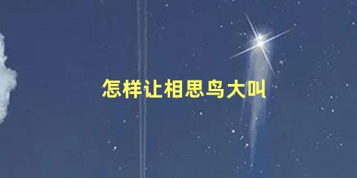 怎样让相思鸟大叫