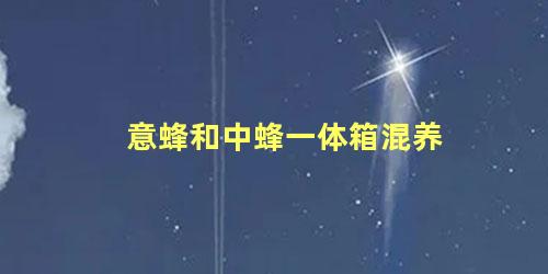 意蜂和中蜂一体箱混养
