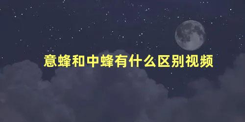 意蜂和中蜂有什么区别视频