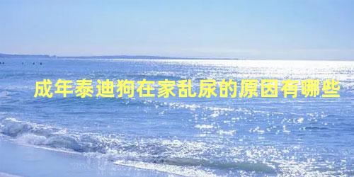 成年泰迪狗在家乱尿的原因有哪些