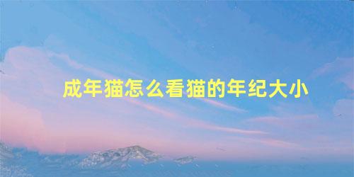 成年猫怎么看猫的年纪大小