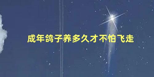 成年鸽子养多久才不怕飞走