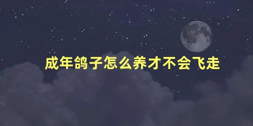 成年鸽子怎么养才不会飞走