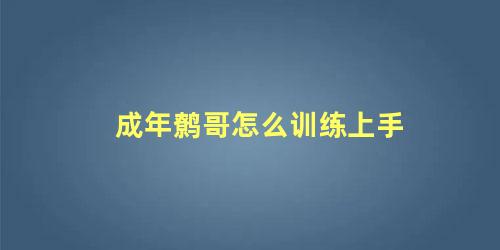 成年鹩哥怎么训练上手