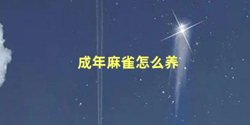 成年麻雀怎么养