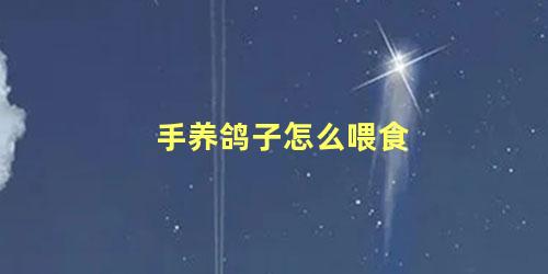 手养鸽子怎么喂食