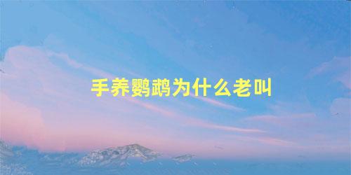 手养鹦鹉为什么老叫