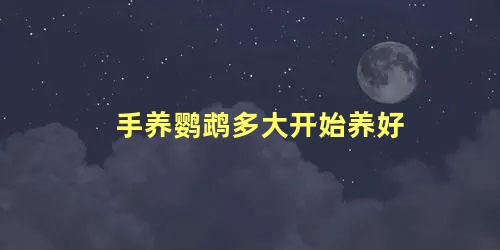 手养鹦鹉多大开始养好