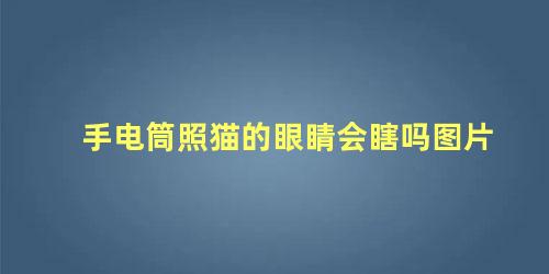 手电筒照猫的眼睛会瞎吗图片