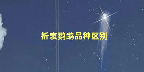 折衷鹦鹉品种区别