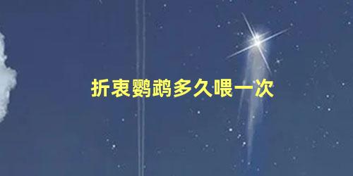 折衷鹦鹉多久喂一次