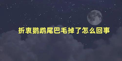 折衷鹦鹉尾巴毛掉了怎么回事