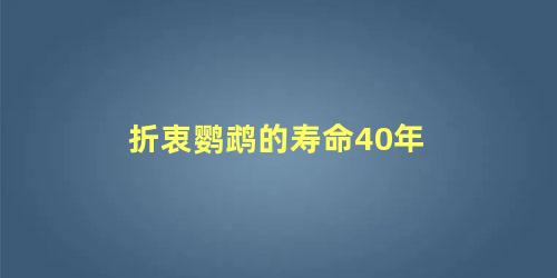 折衷鹦鹉的寿命40年