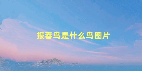 报春鸟是什么鸟图片