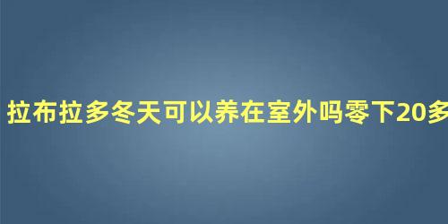 拉布拉多冬天可以养在室外吗零下20多度