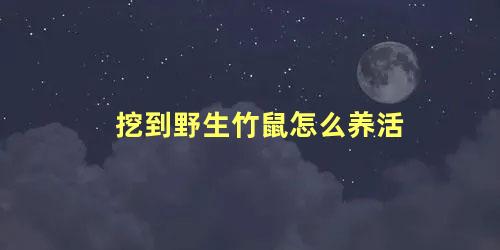 挖到野生竹鼠怎么养活