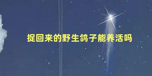 捉回来的野生鸽子能养活吗