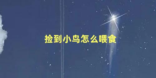 捡到小鸟怎么喂食