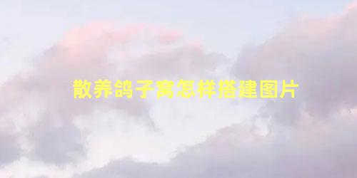 散养鸽子窝怎样搭建图片
