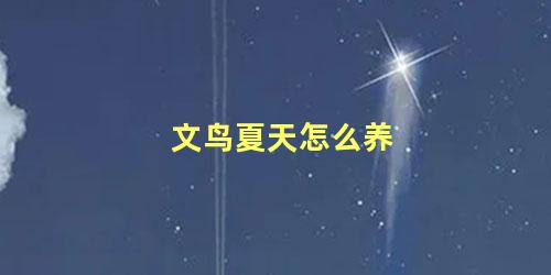 文鸟夏天怎么养