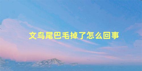 文鸟尾巴毛掉了怎么回事