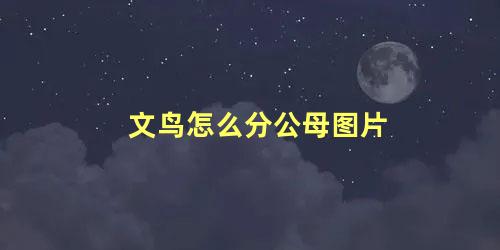 文鸟怎么分公母图片