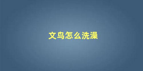 文鸟怎么洗澡