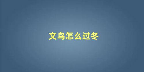 文鸟怎么过冬