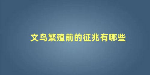 文鸟繁殖前的征兆有哪些