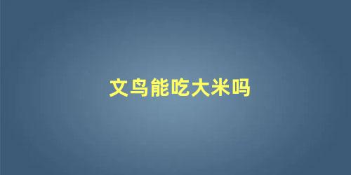 文鸟能吃大米吗