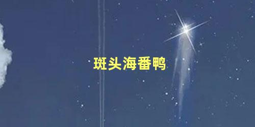 斑头海番鸭