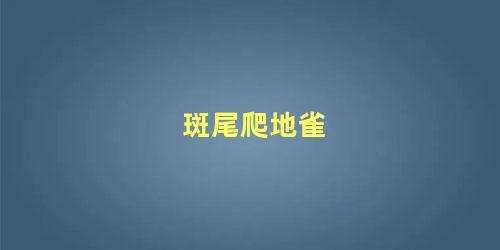 斑尾爬地雀