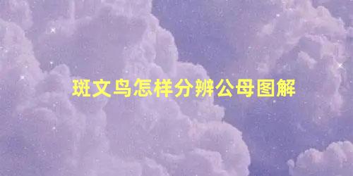 斑文鸟怎样分辨公母图解