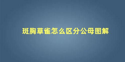 斑胸草雀怎么区分公母图解