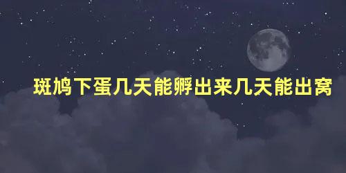 斑鸠下蛋几天能孵出来几天能出窝