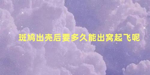 斑鸠出壳后要多久能出窝起飞呢