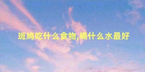 斑鸠吃什么食物,喝什么水最好