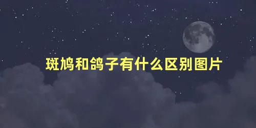 斑鸠和鸽子有什么区别图片