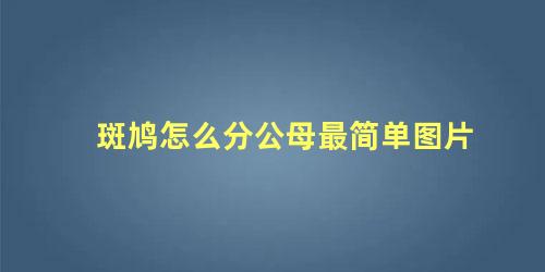 斑鸠怎么分公母最简单图片