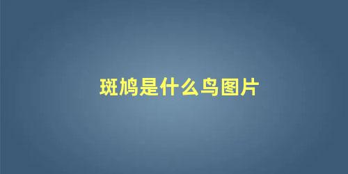 斑鸠是什么鸟图片