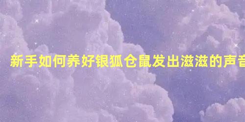 新手如何养好银狐仓鼠发出滋滋的声音