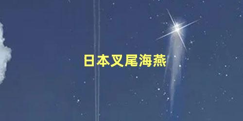 日本叉尾海燕