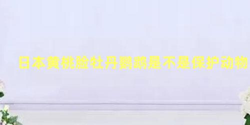 日本黄桃脸牡丹鹦鹉是不是保护动物