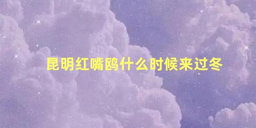 昆明红嘴鸥什么时候来过冬