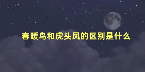 春暖鸟和虎头凤的区别是什么