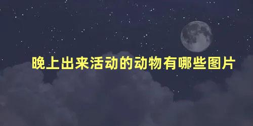 晚上出来活动的动物有哪些图片