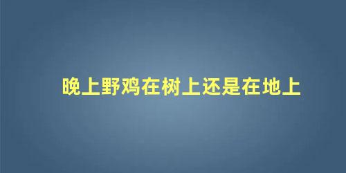 晚上野鸡在树上还是在地上