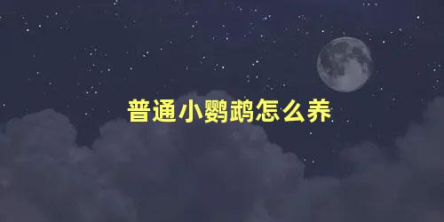 普通小鹦鹉怎么养