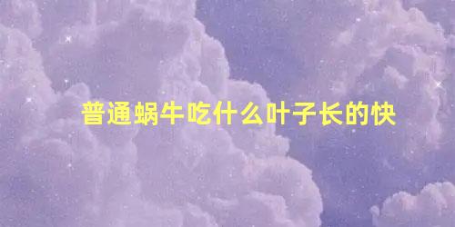 普通蜗牛吃什么叶子长的快