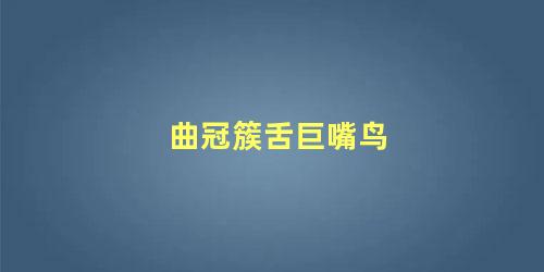 曲冠簇舌巨嘴鸟